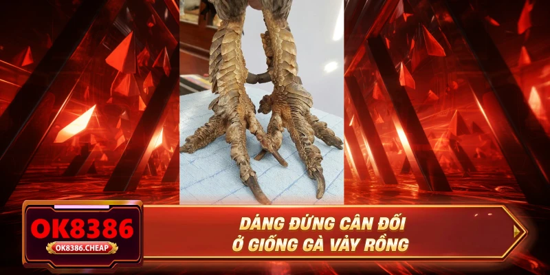 Dáng đứng cân đối ở giống gà vảy rồng