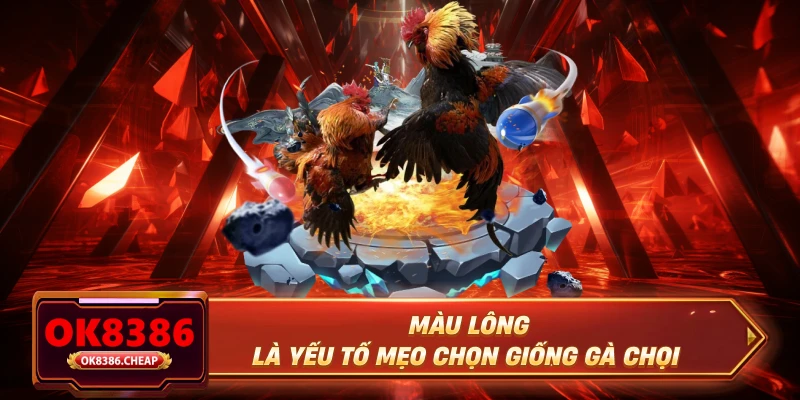 Màu lông là yếu tố mẹo chọn giống gà chọi