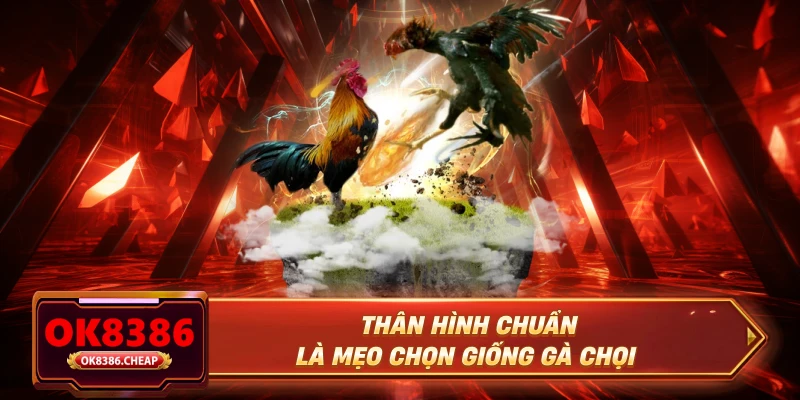 Thân hình chuẩn là mẹo chọn giống gà chọi